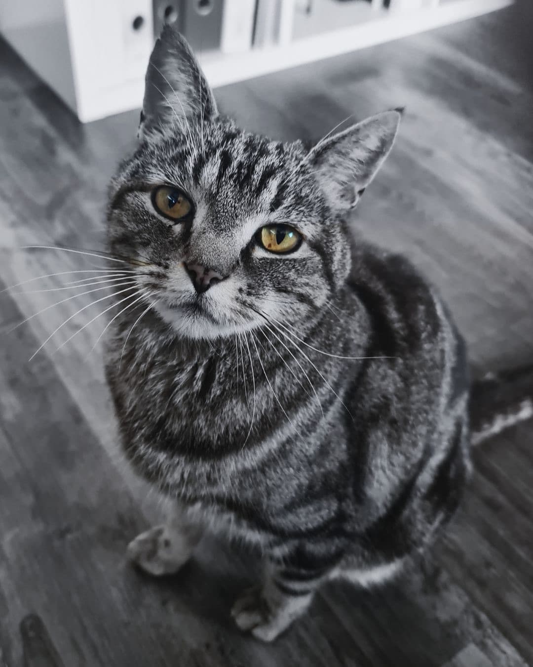 Maverick, a grey tabby cat, looking up at the camera